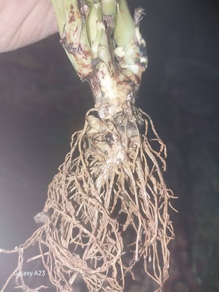 السلام عليكم ورحمه الله وبركاته
الفول ده عمر ٩٠يوم 
منظر الجذور بالشكل ده هل كده طبيعي ولا في مشكله 
العقد البكتيريا فيه ضعيفه